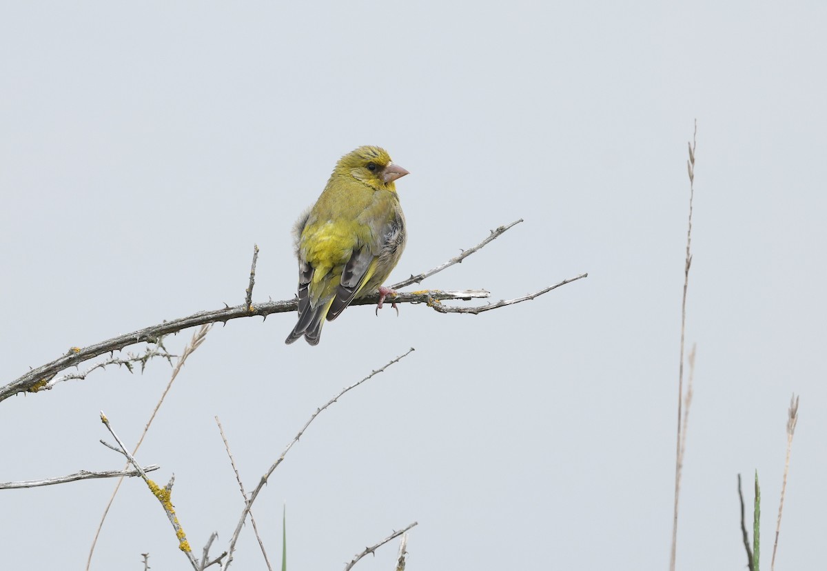 European Greenfinch - ML659804325