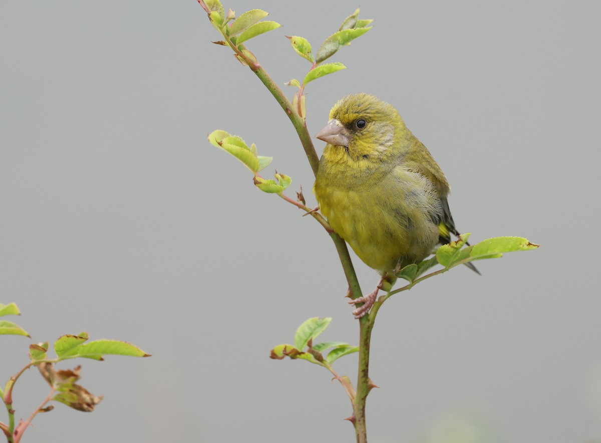 European Greenfinch - ML659804326