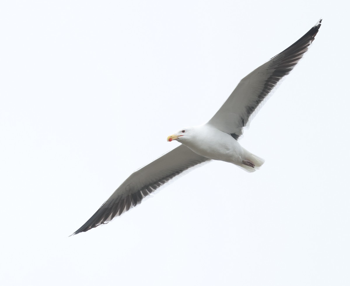 Great Black-backed Gull - ML659804344