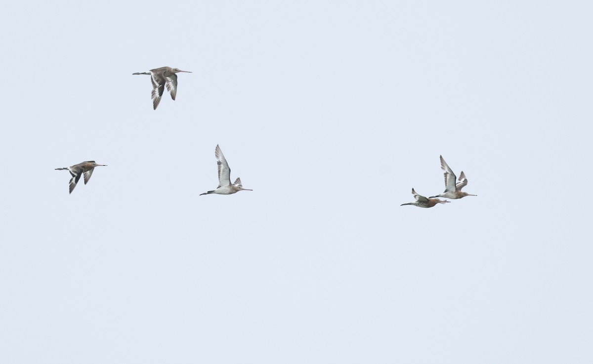 Black-tailed Godwit - ML659804359