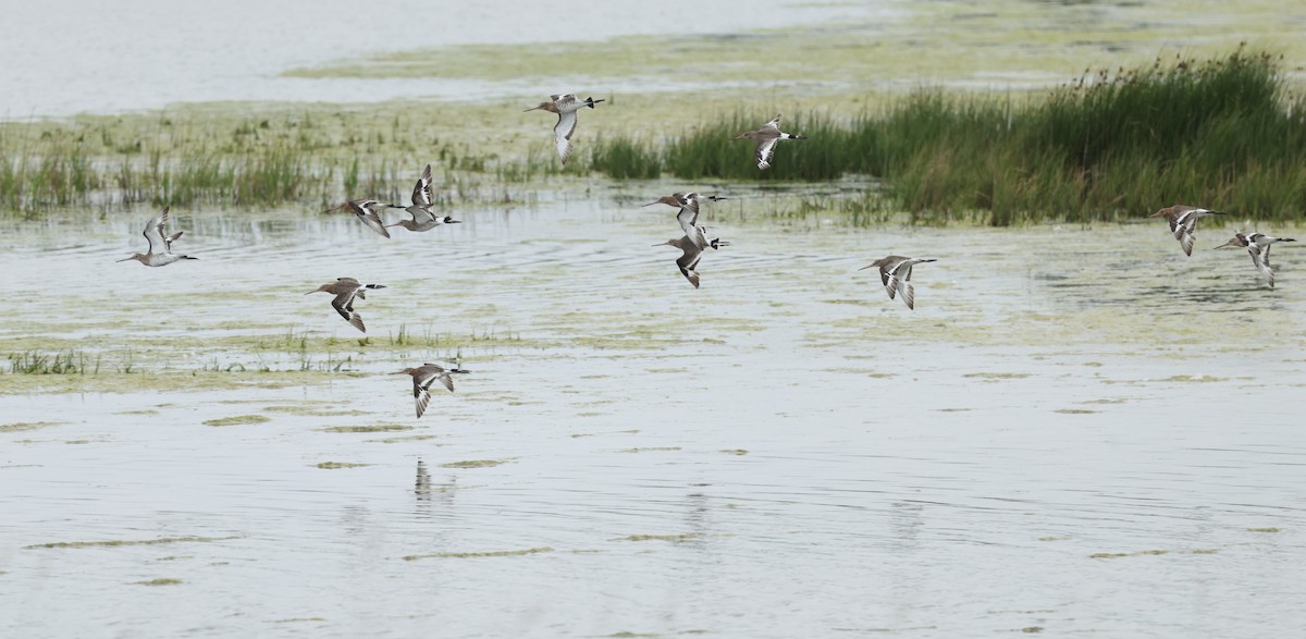 Black-tailed Godwit - ML659804360