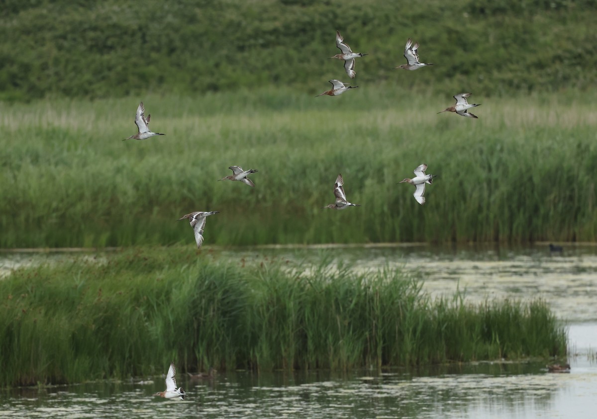 Black-tailed Godwit - ML659804361