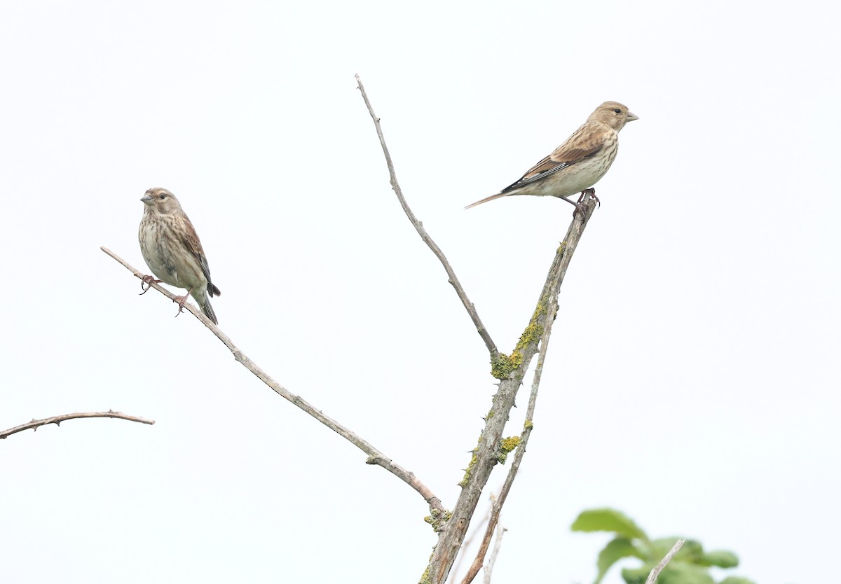 Eurasian Linnet - ML659804364