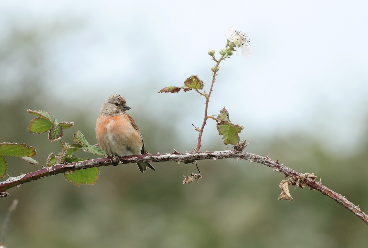 Eurasian Linnet - ML659804365