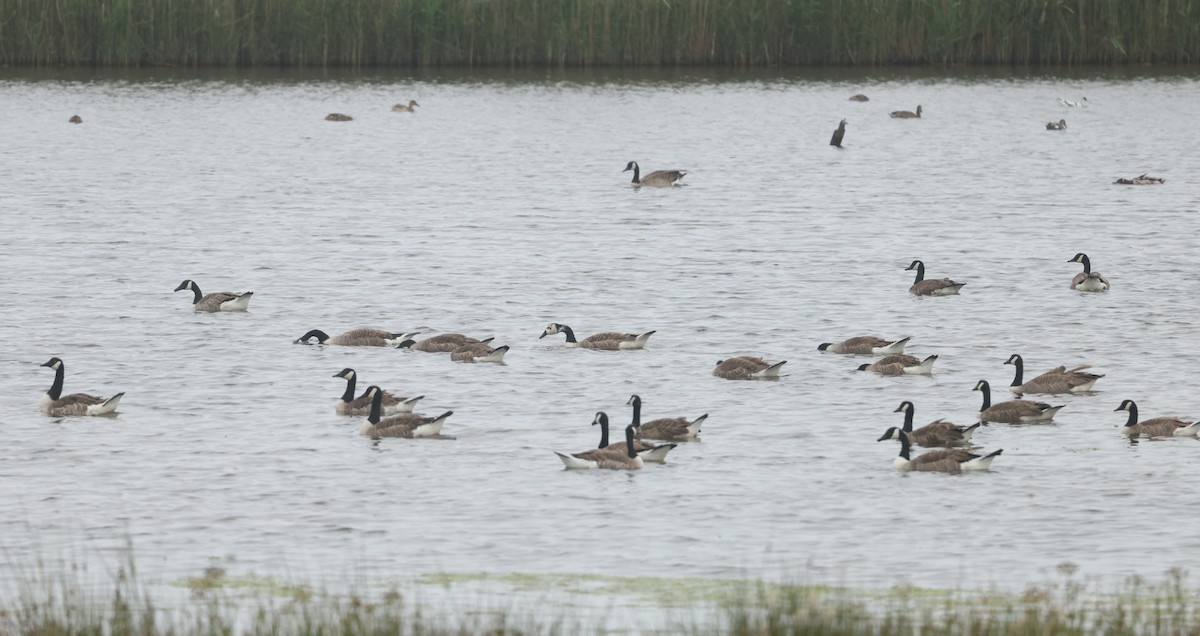 Canada Goose - ML659804370