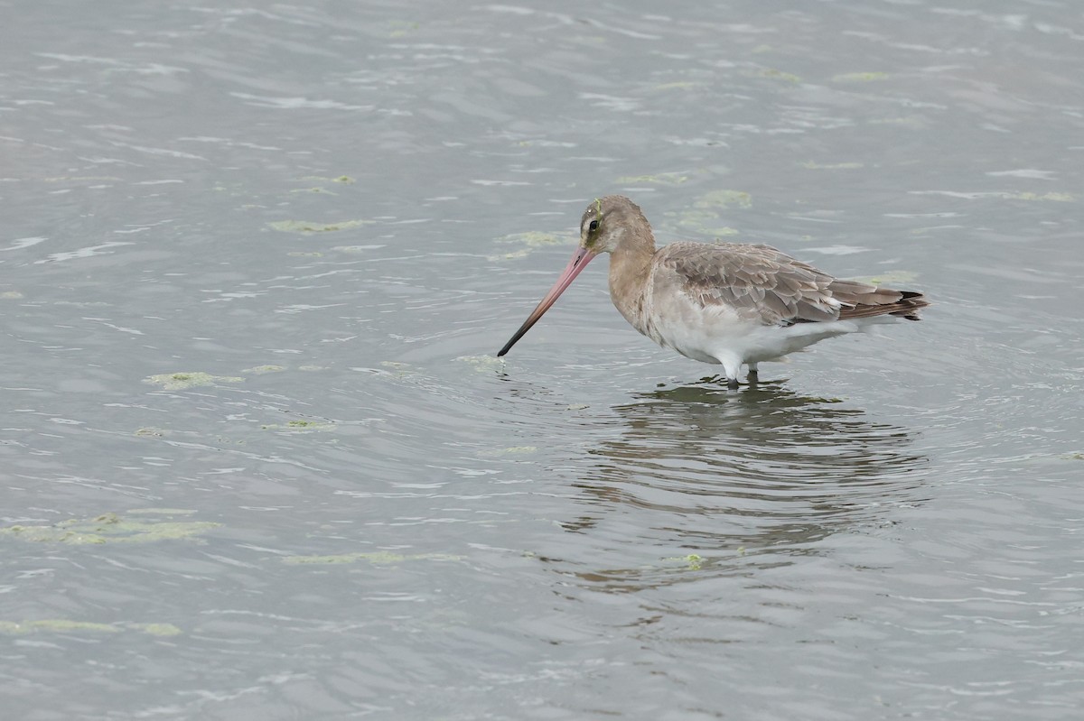 Black-tailed Godwit - ML659804373