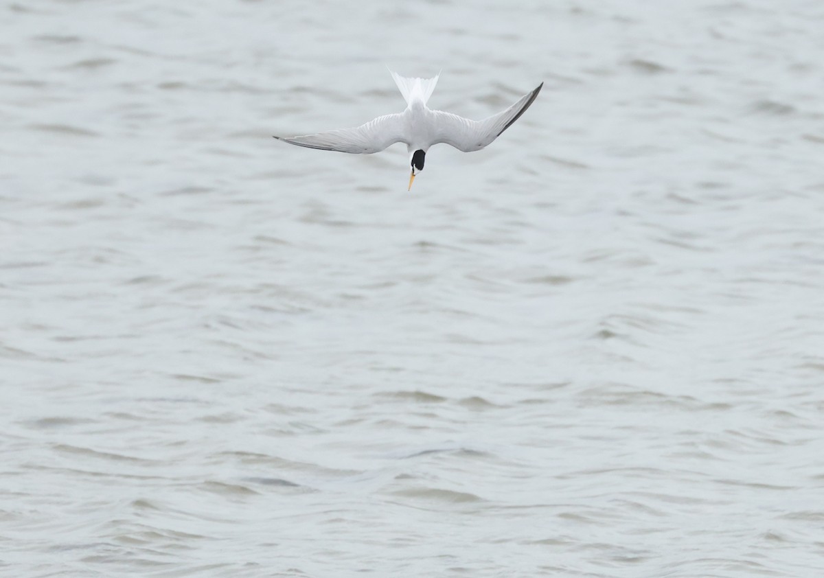 Little Tern - ML659804387