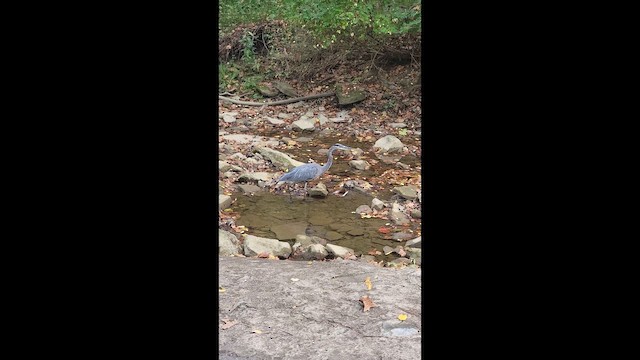 Great Blue Heron - ML659804390