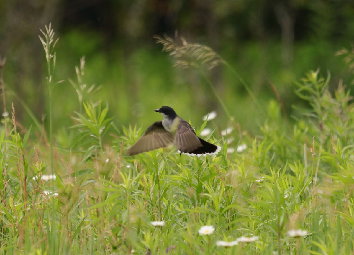 Eastern Kingbird - ML659804784