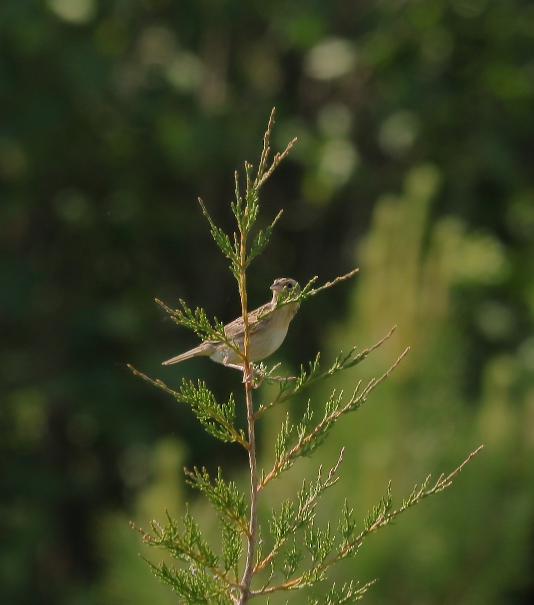 Grasshopper Sparrow - ML659804803
