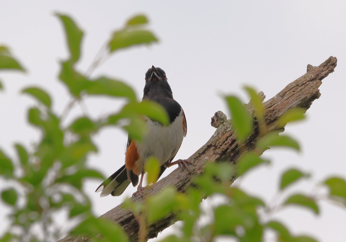 Eastern Towhee - ML659804809