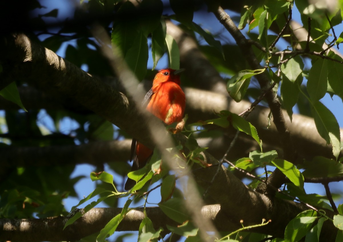 Scarlet Tanager - ML659804813