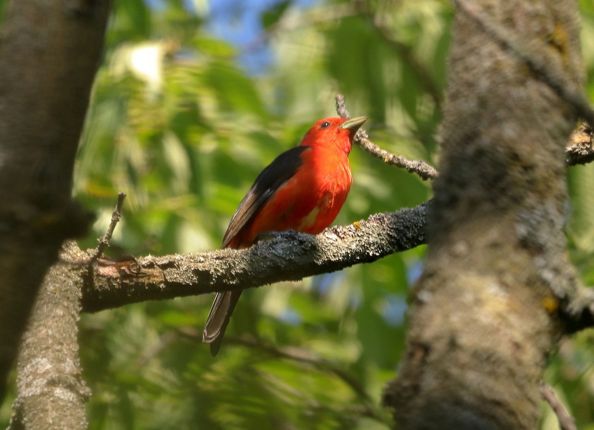 Scarlet Tanager - ML659804814