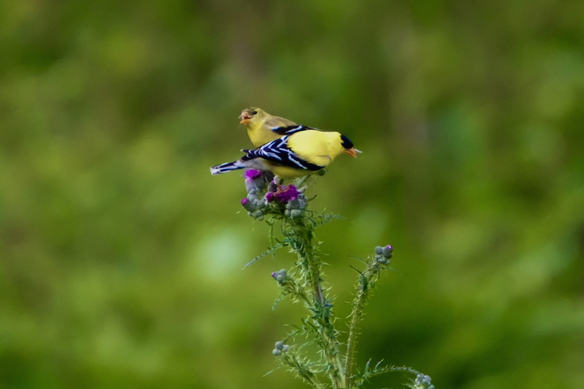 American Goldfinch - ML659805180