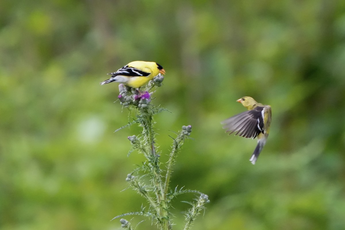 American Goldfinch - ML659805181