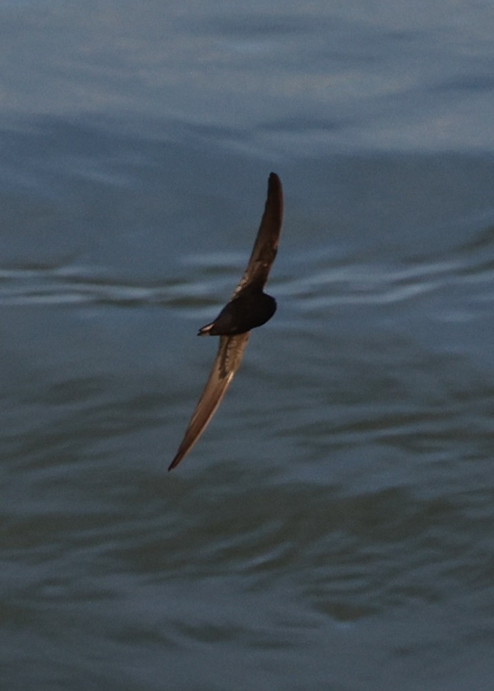 Common Swift - ML659805530