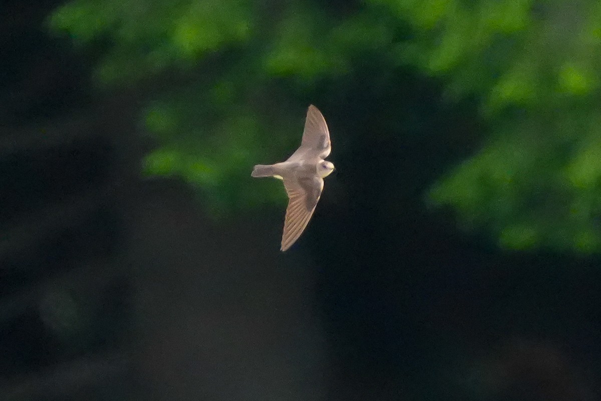 Northern Rough-winged Swallow - ML659805533