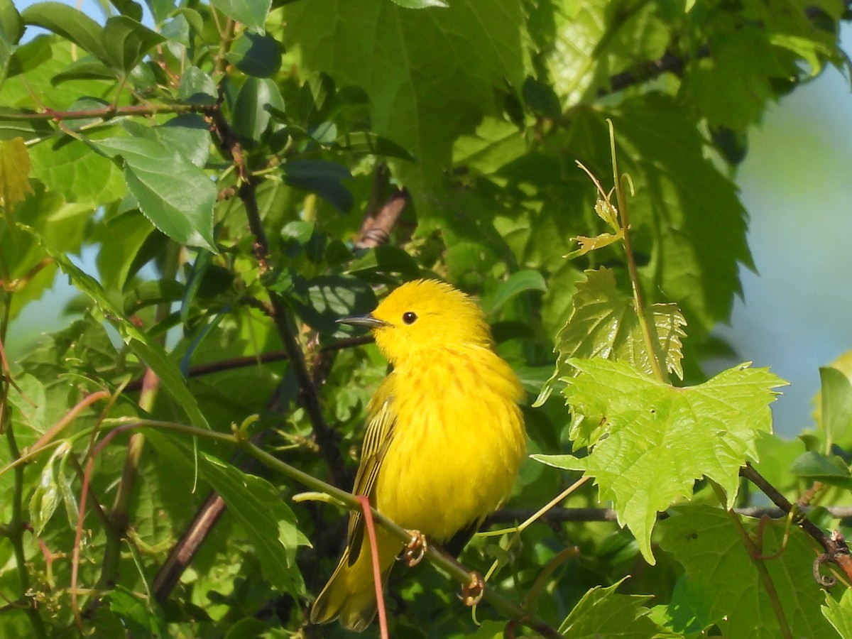 Northern Yellow Warbler - ML659805810