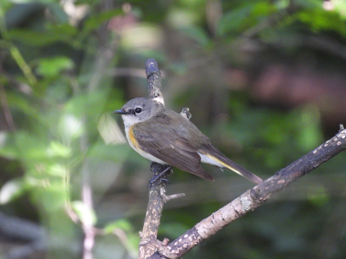 American Redstart - ML659805827