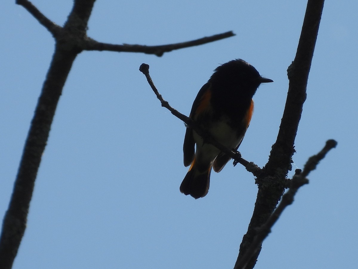 American Redstart - ML659805863