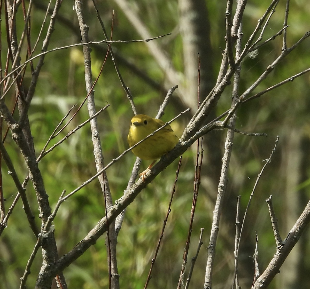 Northern Yellow Warbler - ML659805896