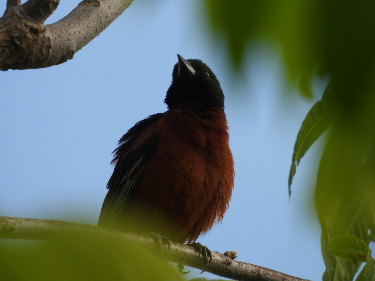 Orchard Oriole - ML659805979