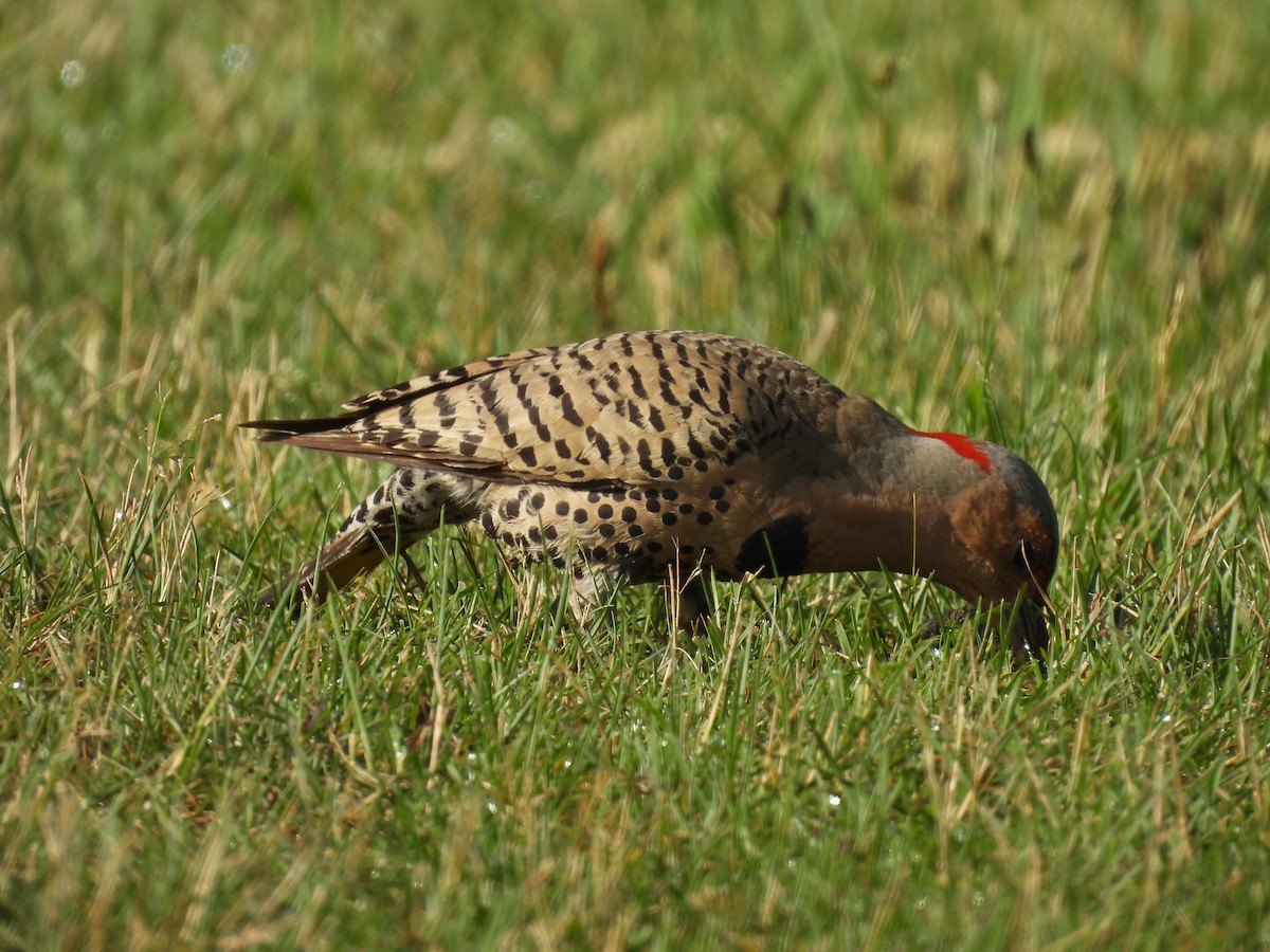 Northern Flicker - ML659806028