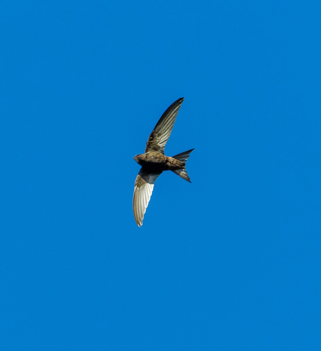 Common Swift - ML659806033