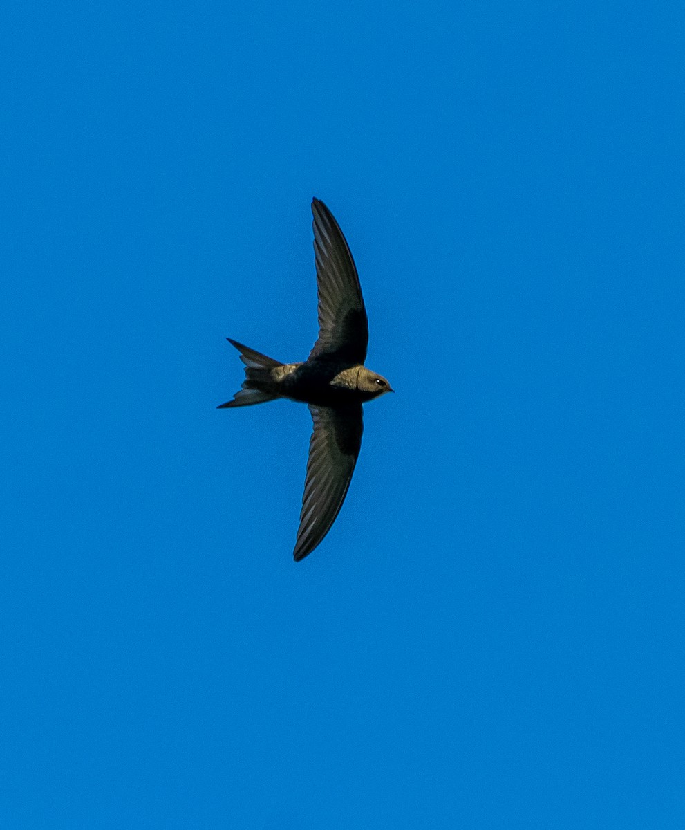 Common Swift - ML659806034