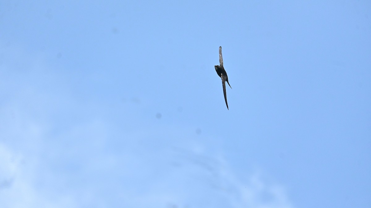 Common Swift - ML659806063