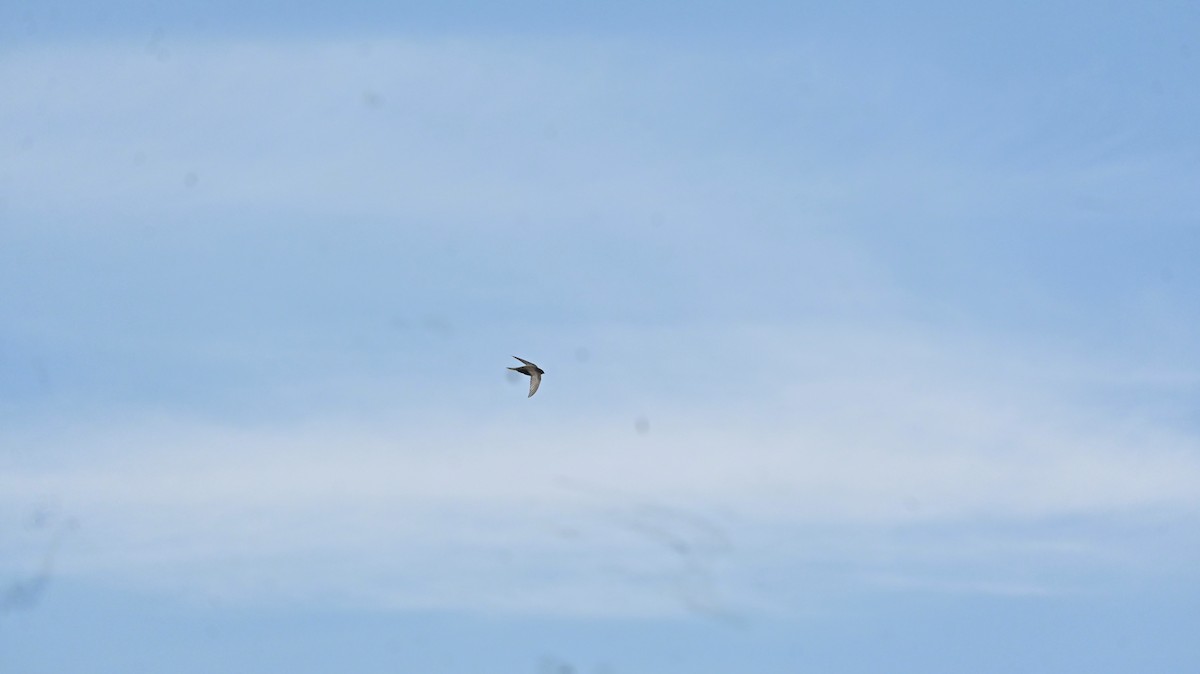Common Swift - ML659806064