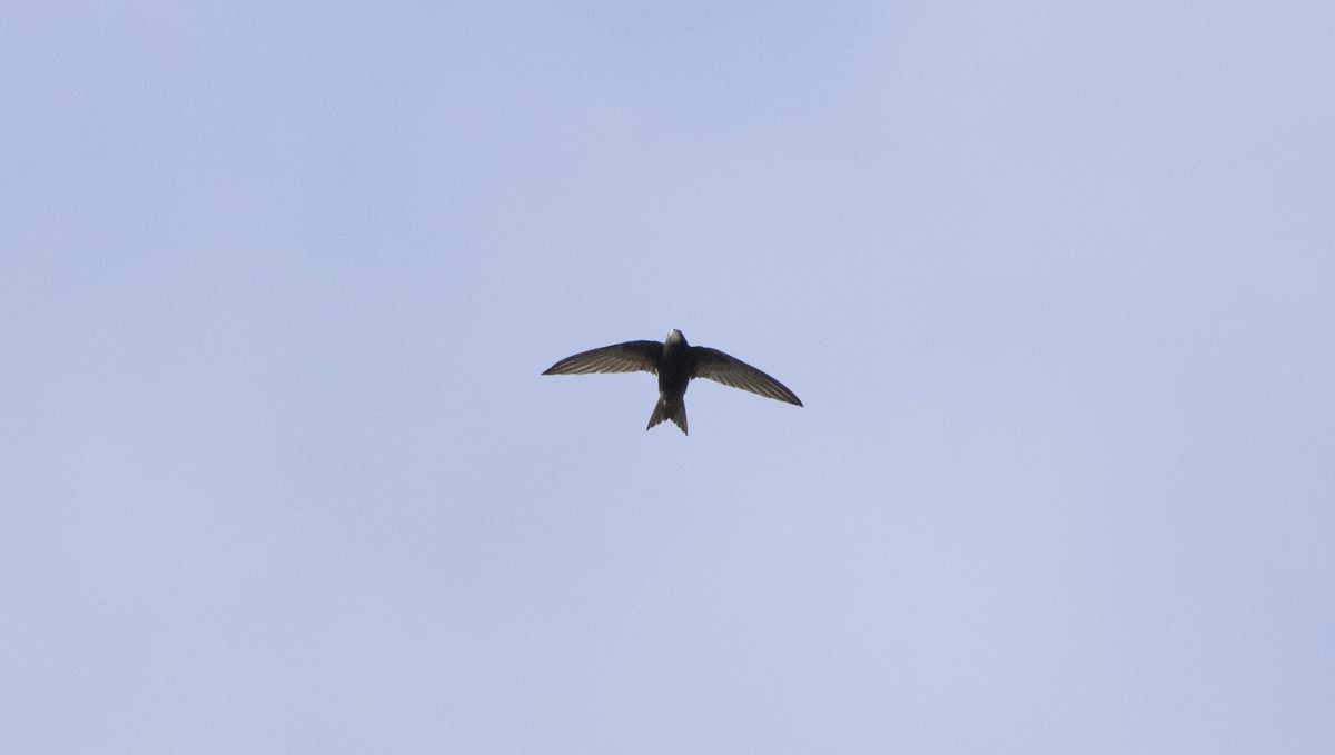 Common Swift - ML659806497