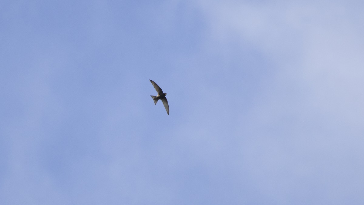 Common Swift - ML659806498