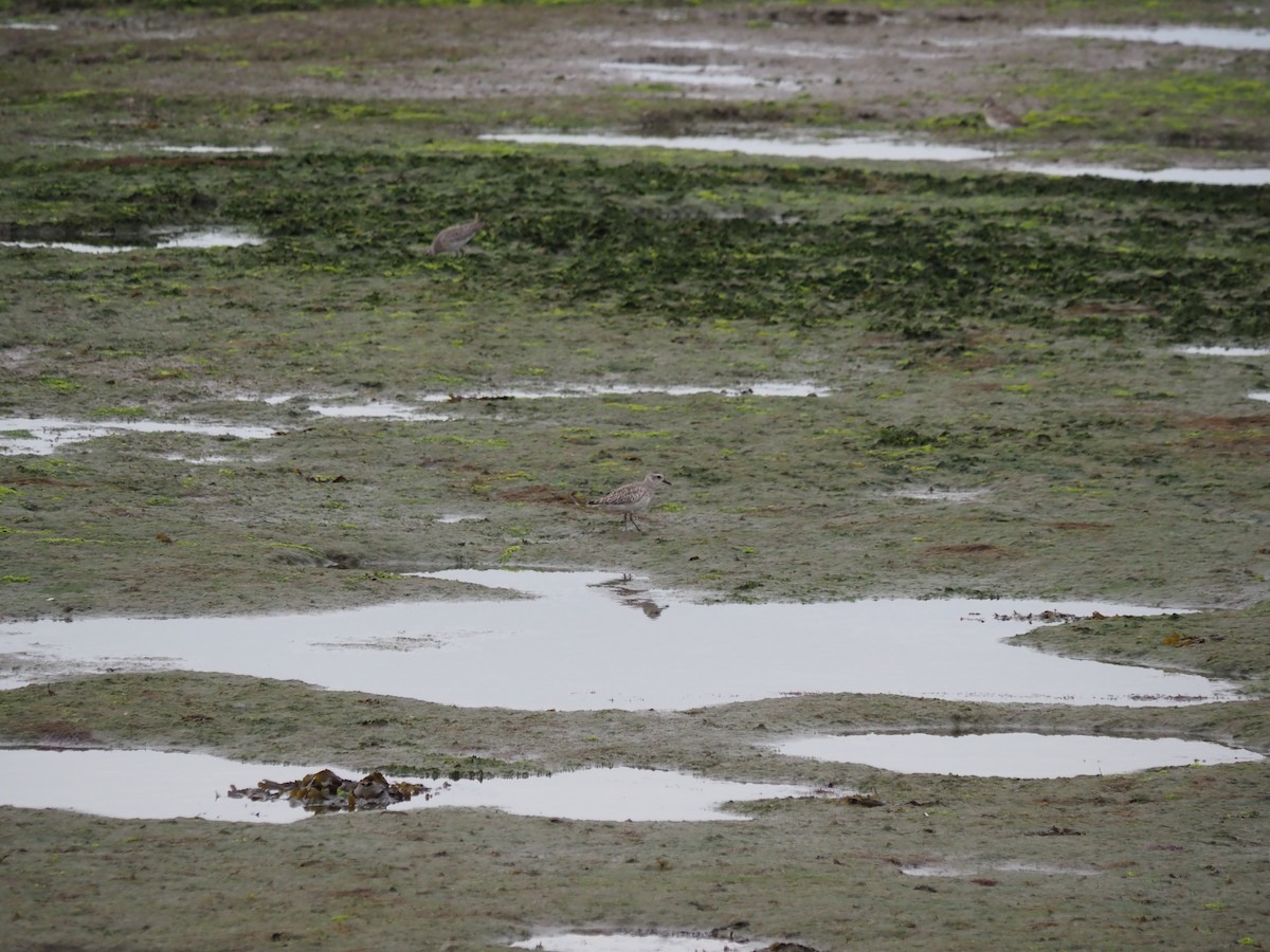 Black-bellied Plover - ML659807519
