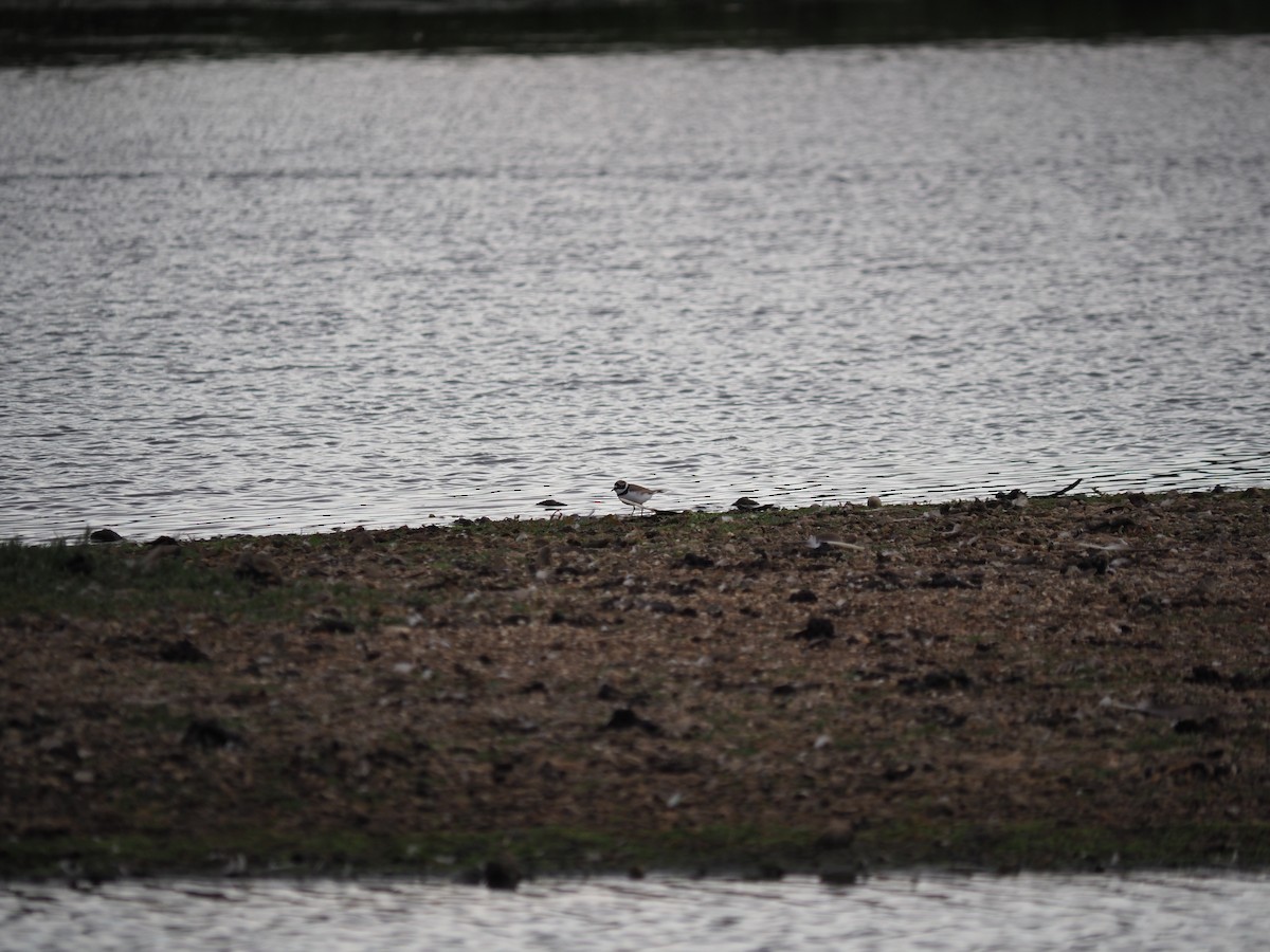 Little Ringed Plover - ML659807528