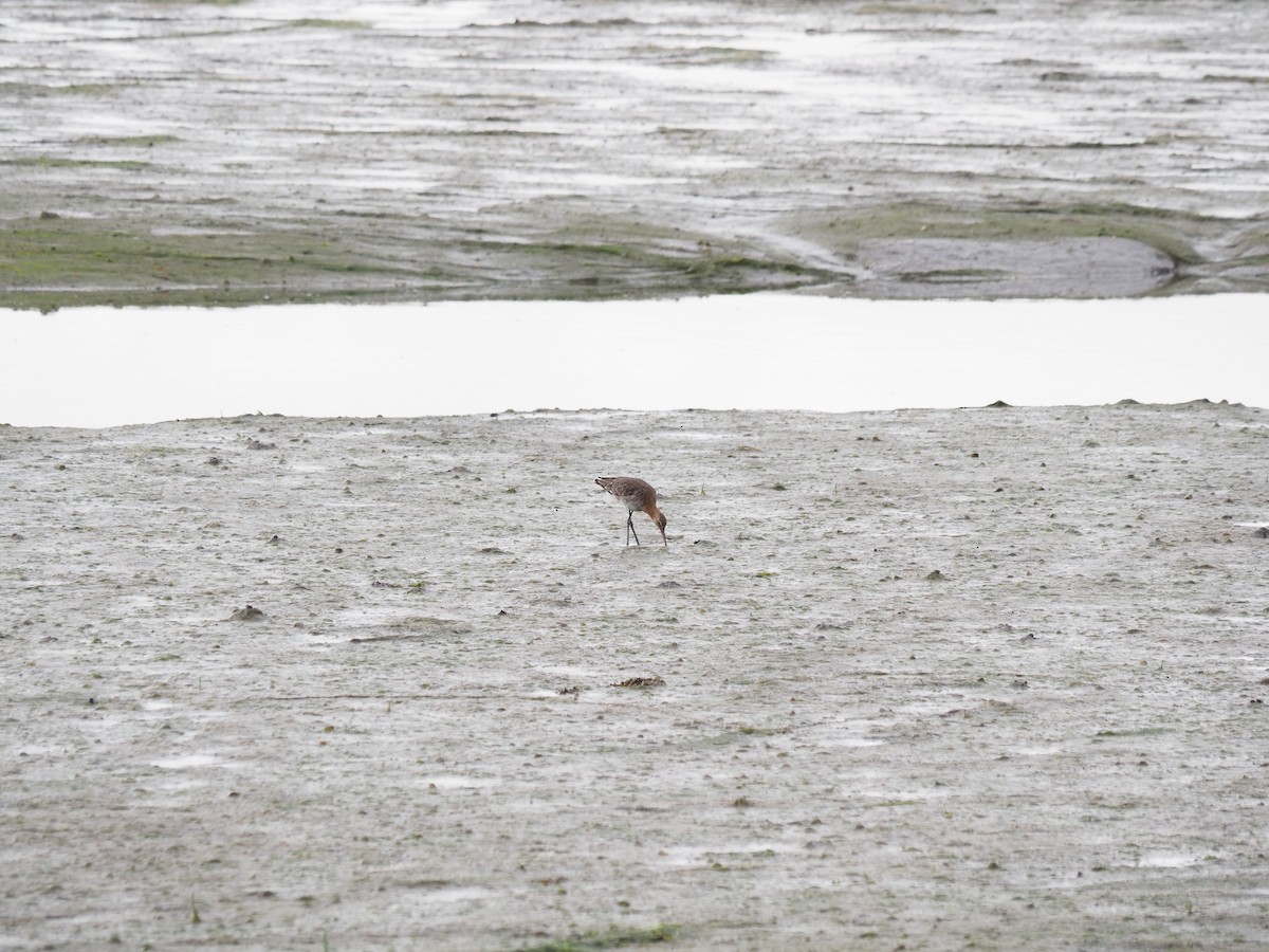 Black-tailed Godwit - ML659807532