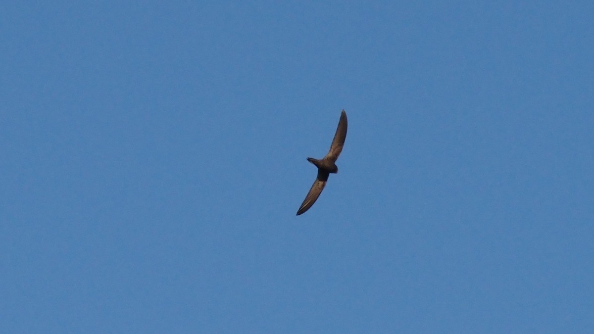 Common Swift - ML659808266