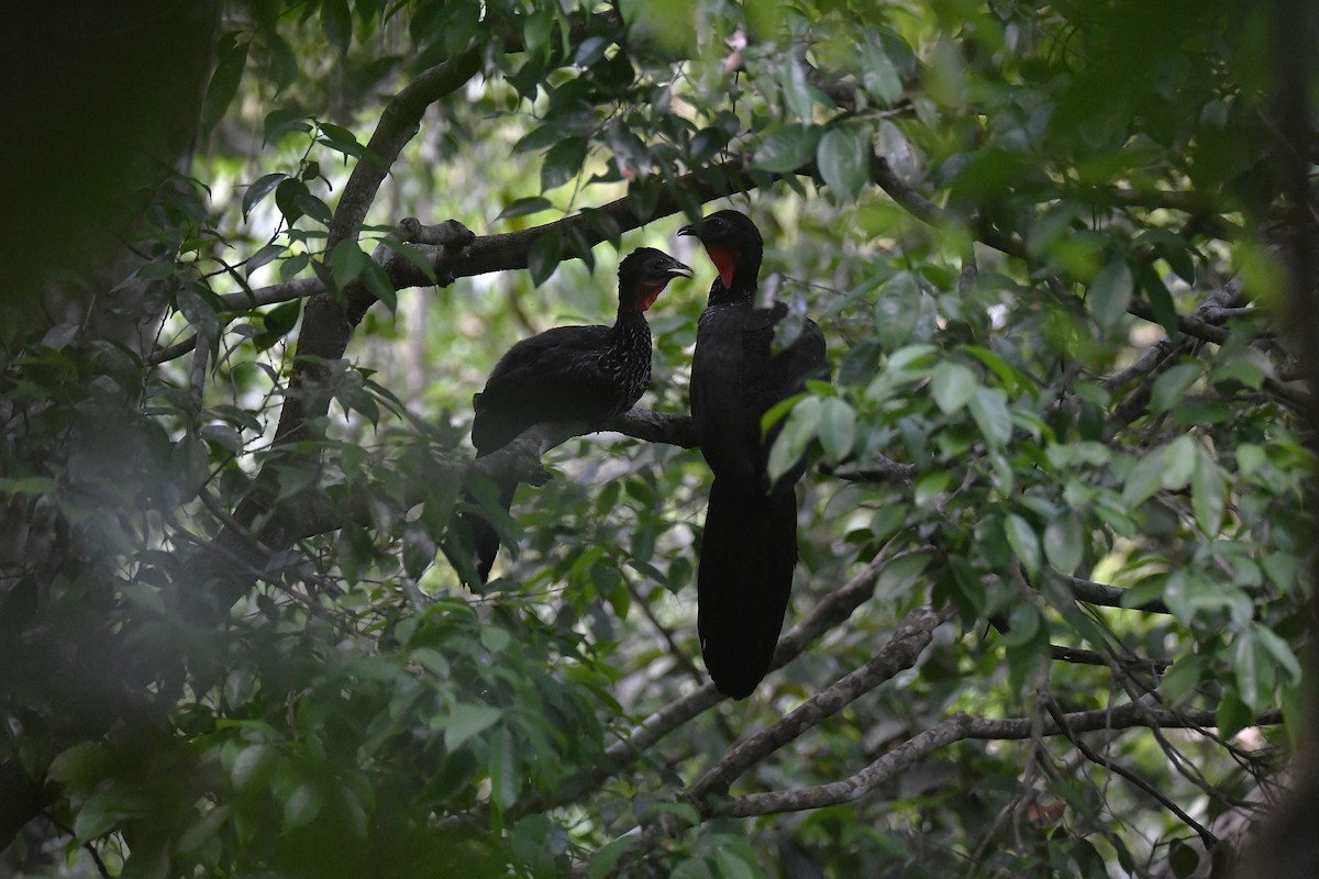 Crested Guan - ML659808528