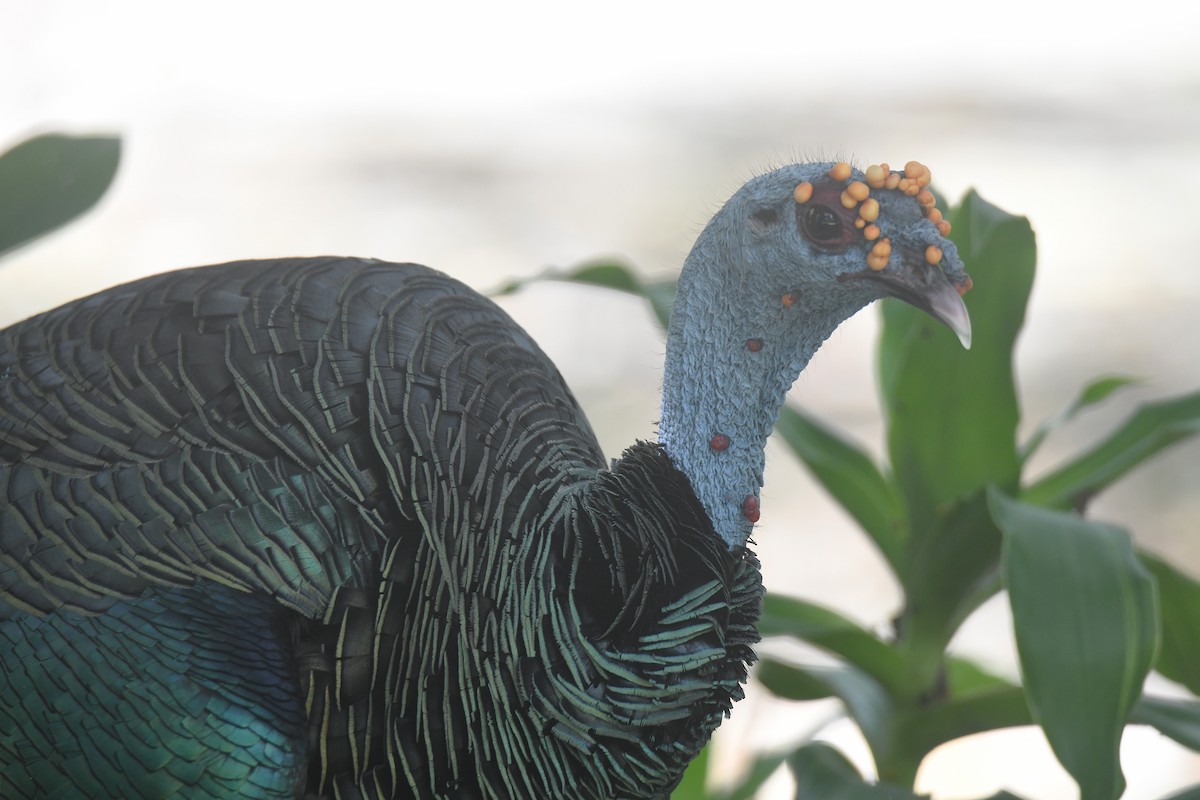 Ocellated Turkey - ML659808540