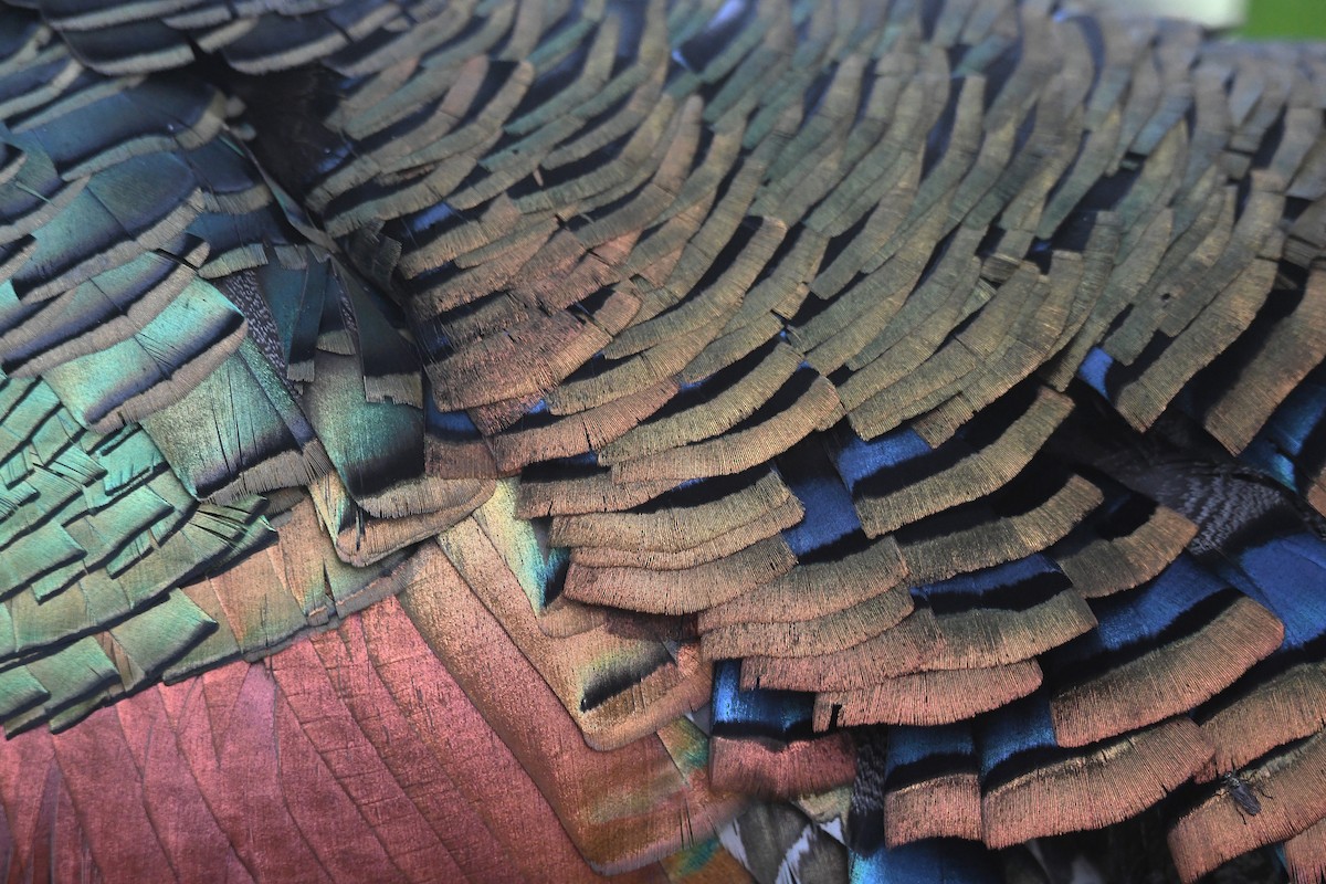 Ocellated Turkey - ML659808541