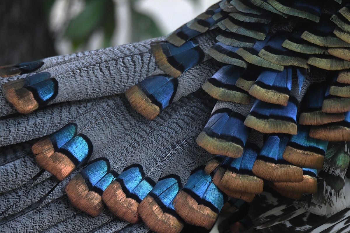 Ocellated Turkey - ML659808542