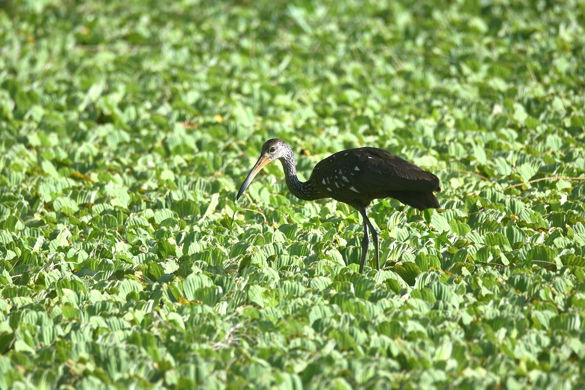 Limpkin - ML659808552