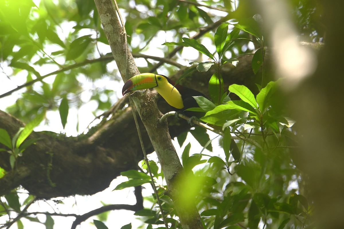 Keel-billed Toucan - ML659808557