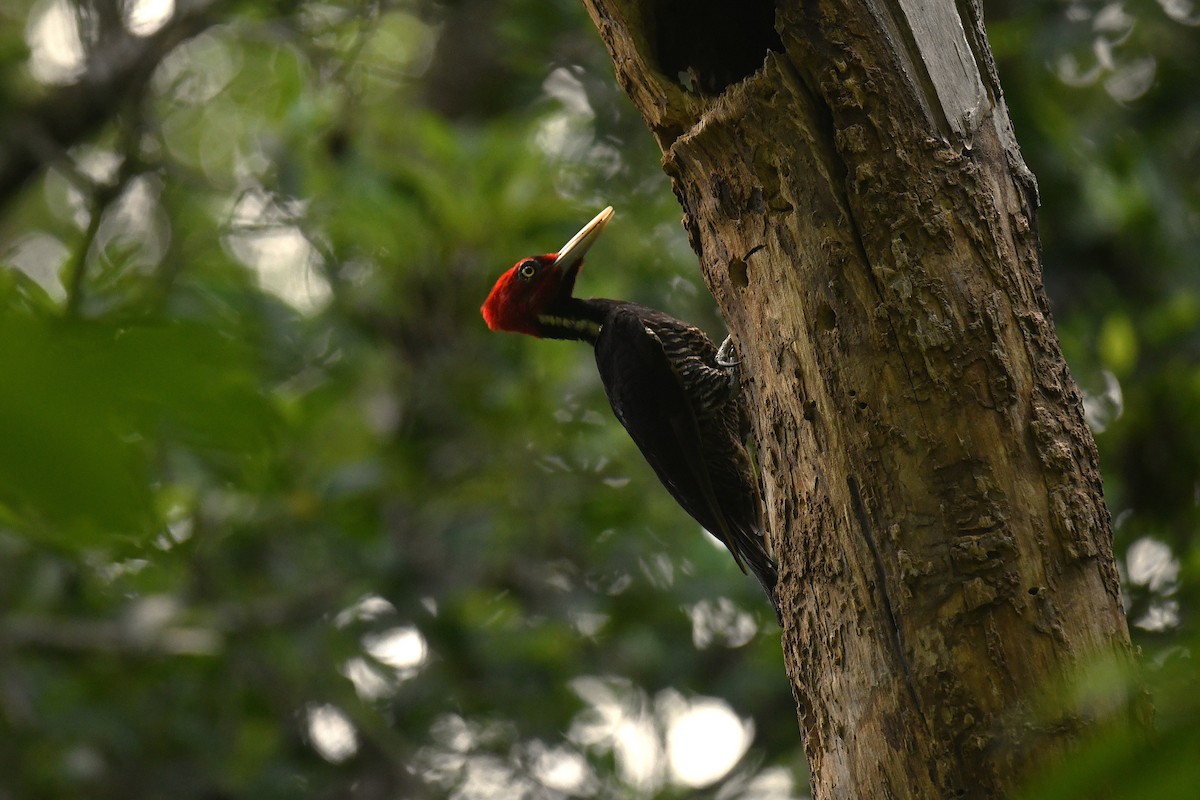 Pale-billed Woodpecker - ML659808570