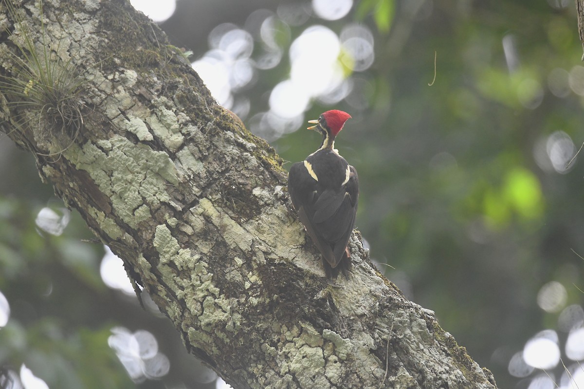 Lineated Woodpecker - ML659808575