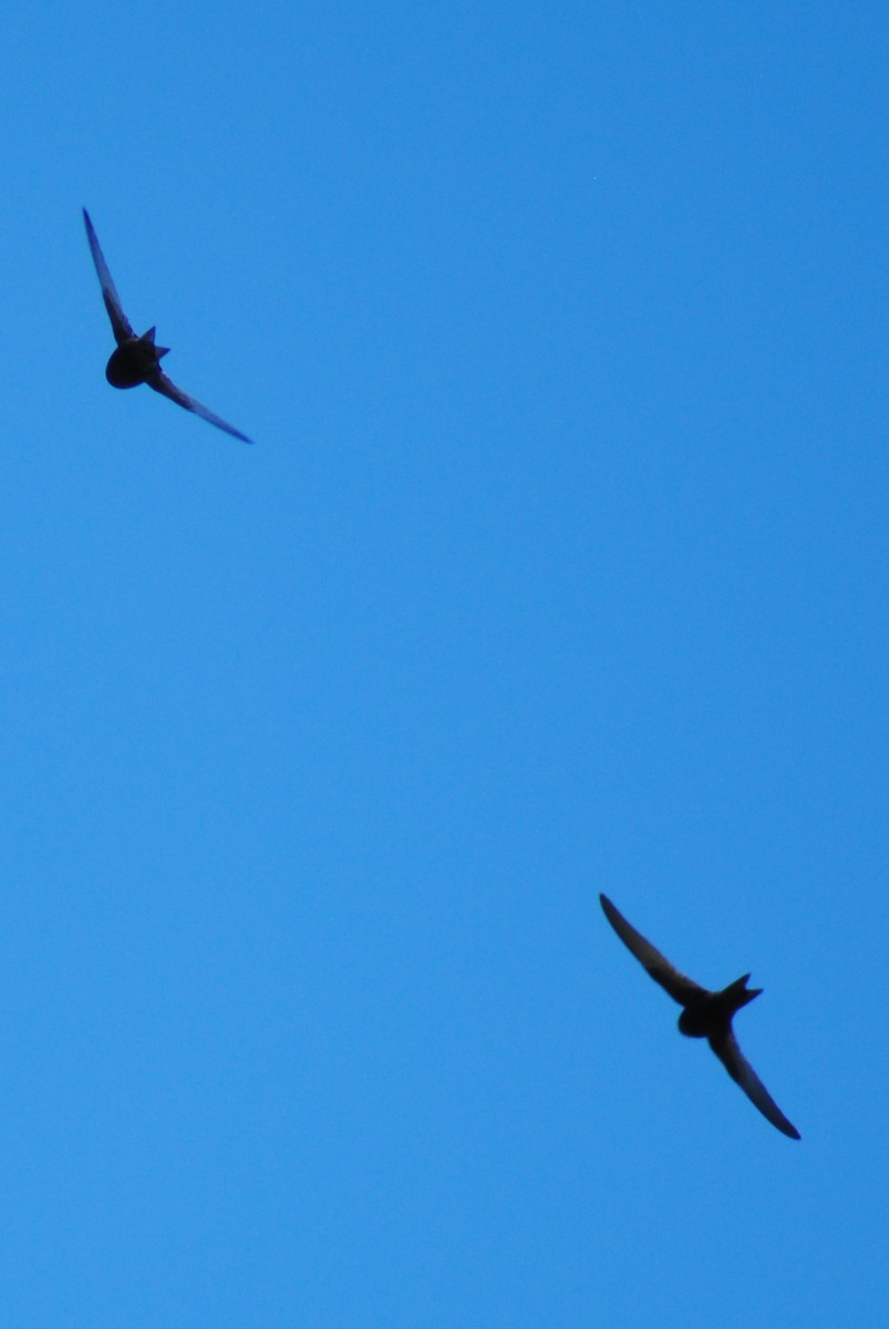 Common Swift - ML659808939