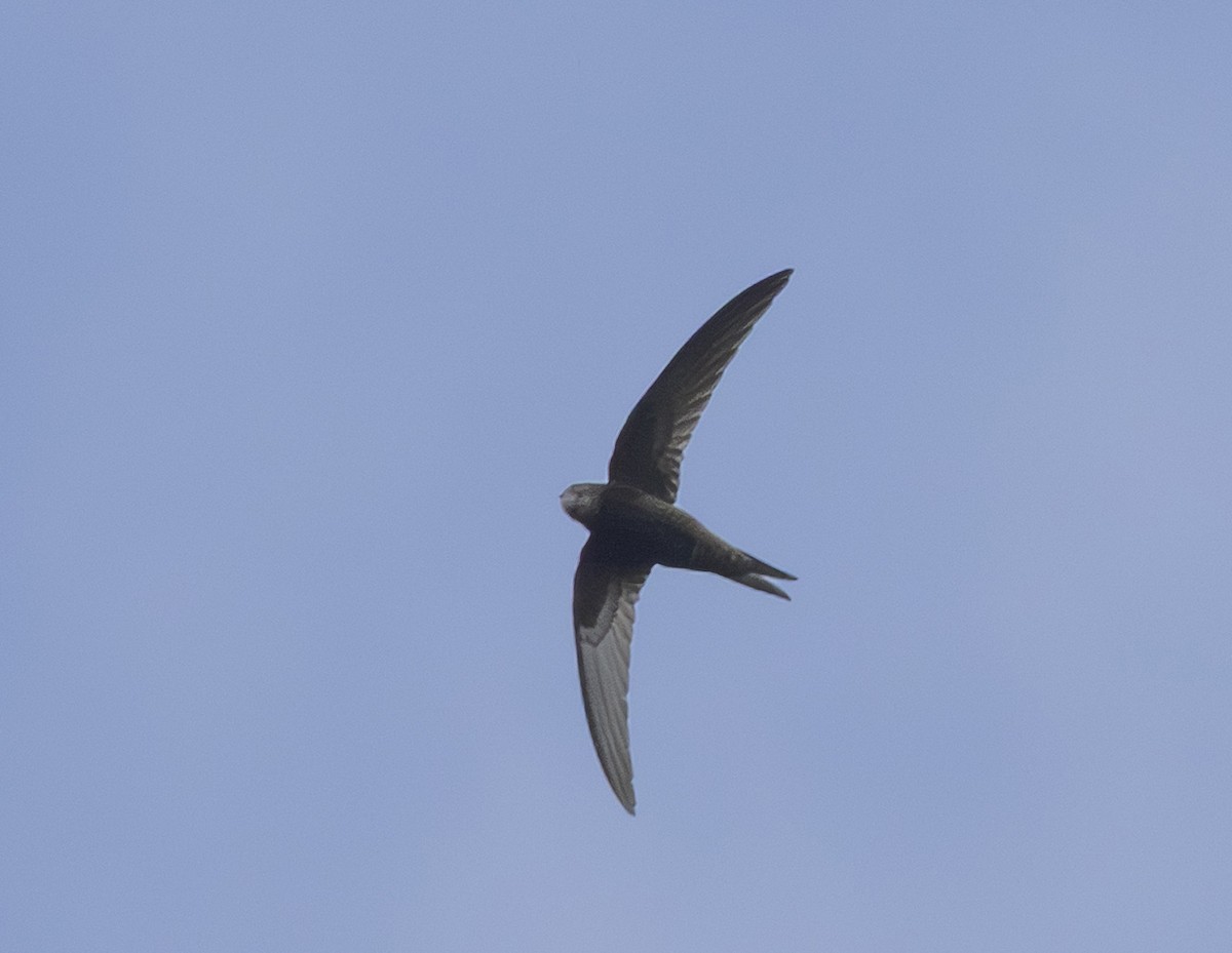 Common Swift - ML659809480