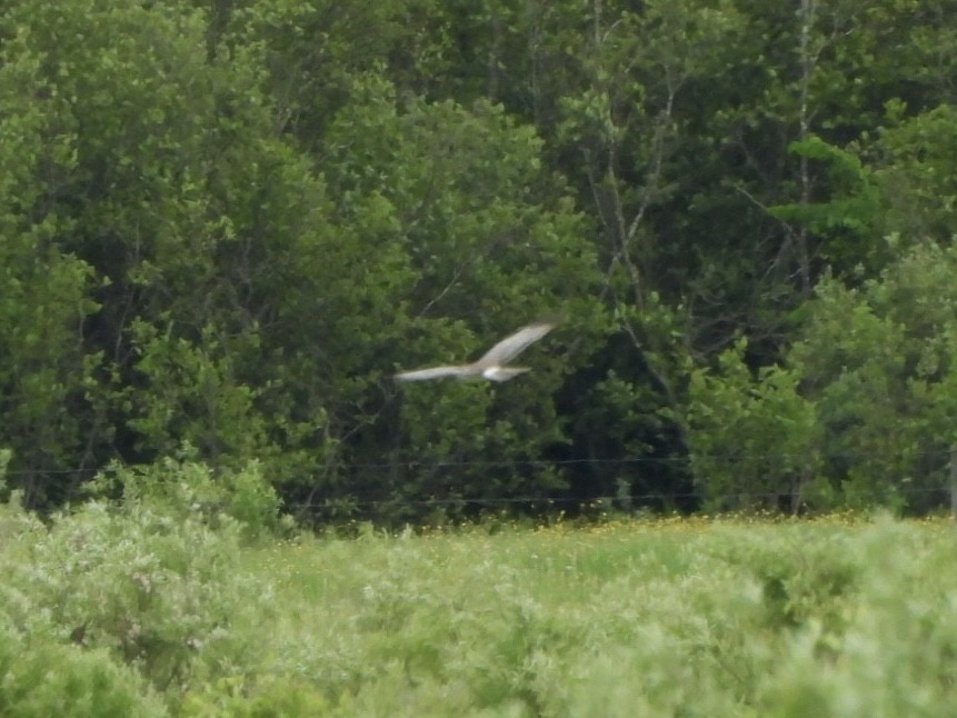 Northern Harrier - ML659811219