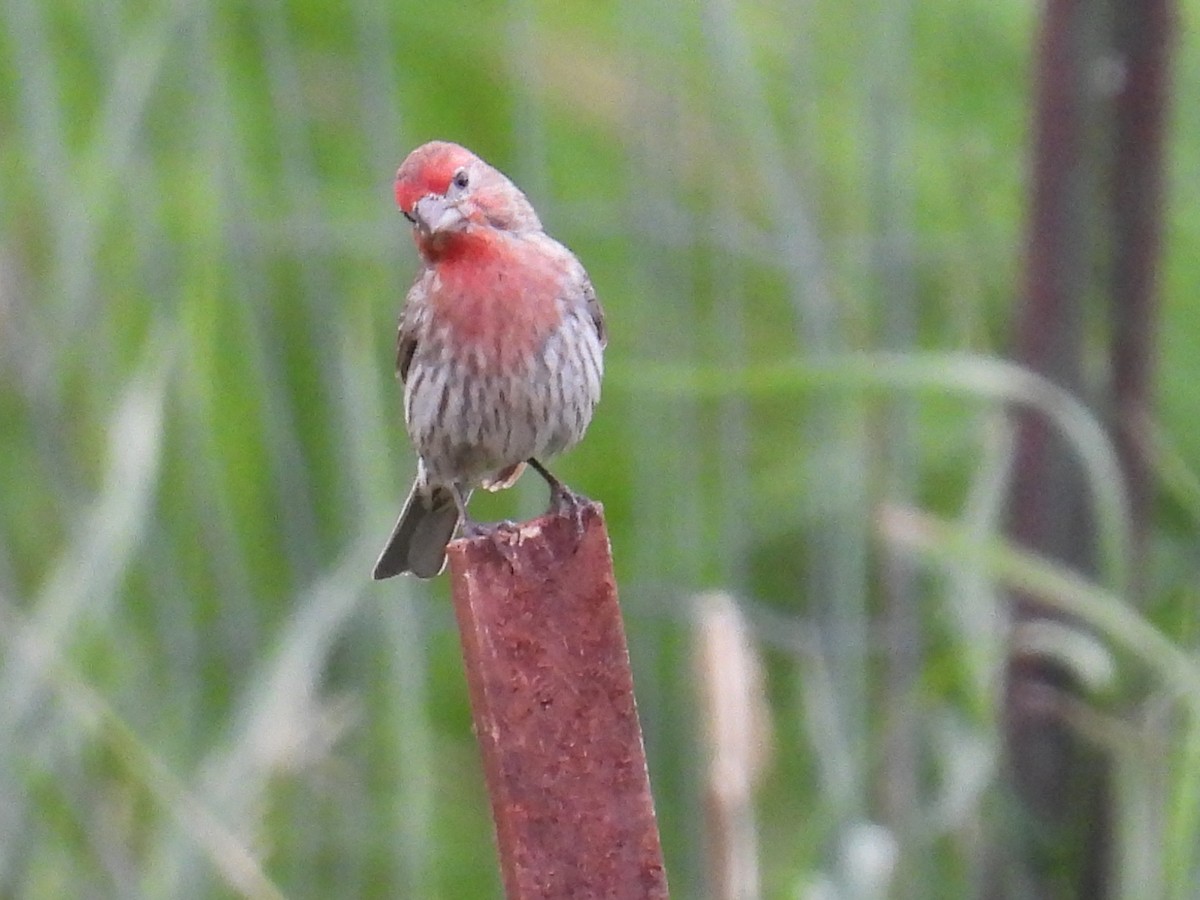 House Finch - ML659811287