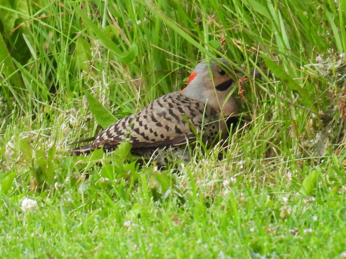 Northern Flicker (Yellow-shafted) - ML659811321